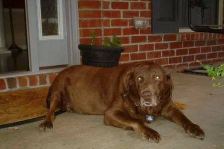 North Nashville Animal Hospital