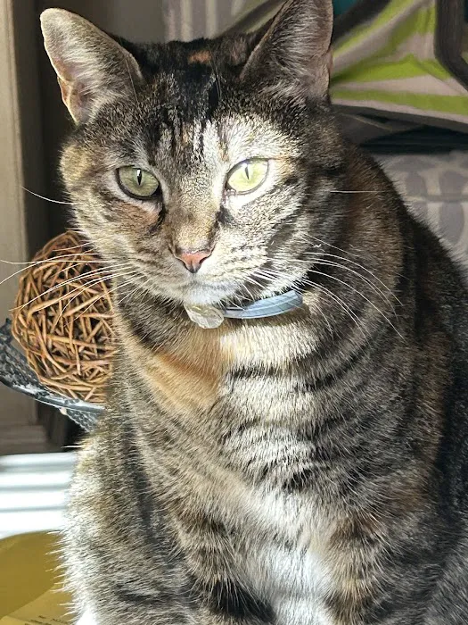 North Nashville Animal Hospital 12