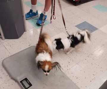 Petco