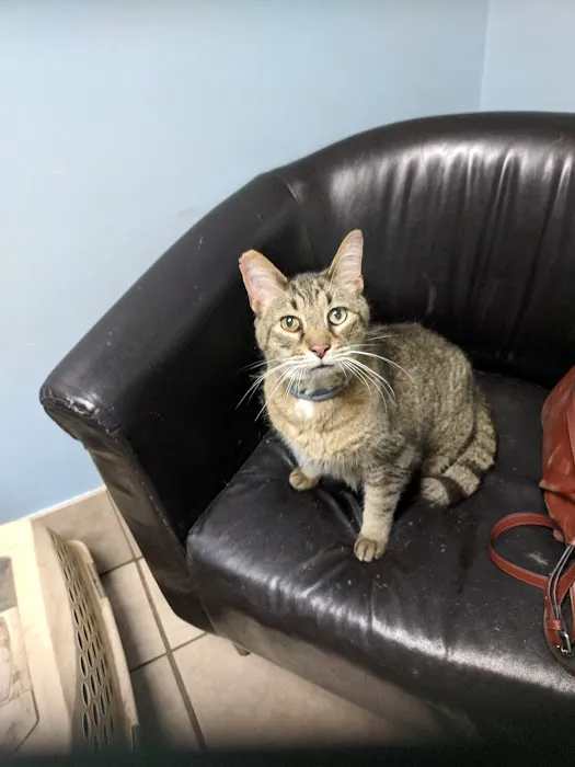 Animal House Veterinary Clinic 3