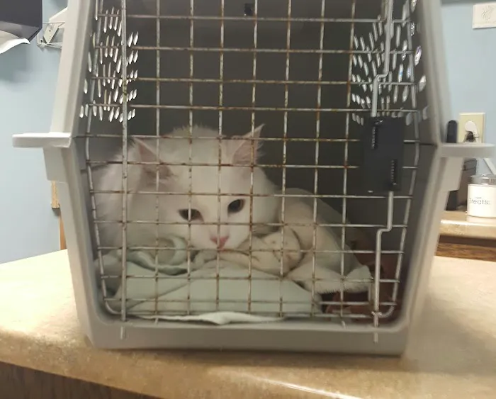 Animal House Veterinary Clinic 1
