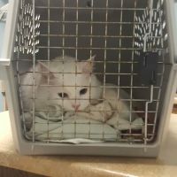 Animal House Veterinary Clinic ico