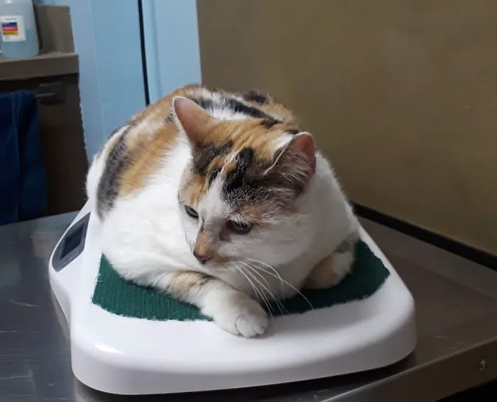 Grassmere Animal Hospital PC 12