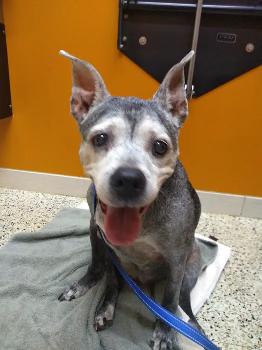 Value Vet Affordable Pet Care 8