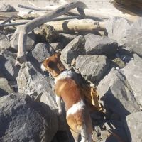 Value Vet Affordable Pet Care ico