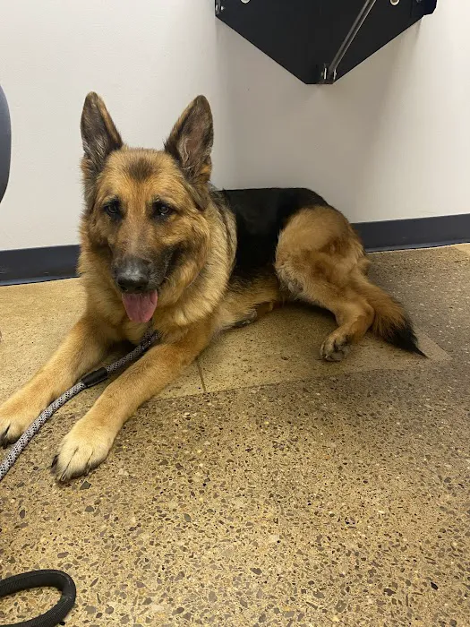 Nashville Veterinary Specialists + Animal Emergency 12