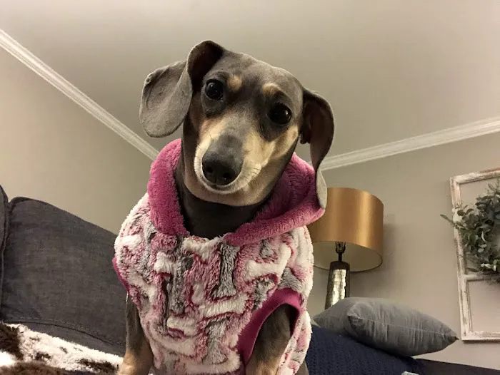 Nashville Veterinary Specialists + Animal Emergency 12