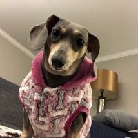 Nashville Veterinary Specialists + Animal Emergency ico
