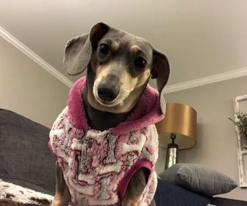 Nashville Veterinary Specialists + Animal Emergency