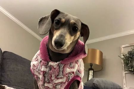 Nashville Veterinary Specialists + Animal Emergency