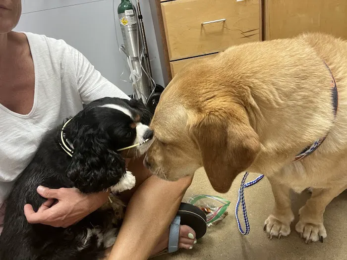 Nashville Veterinary Specialists + Animal Emergency 12