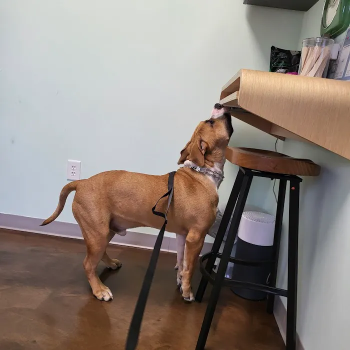 Little Urban Vet Clinic 12
