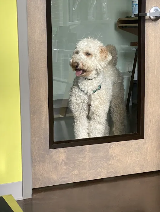 Little Urban Vet Clinic 12