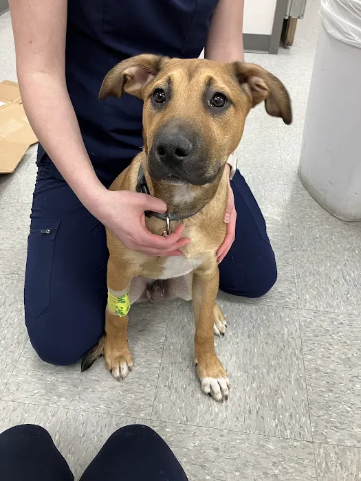 Berry Hill Animal Hospital 12