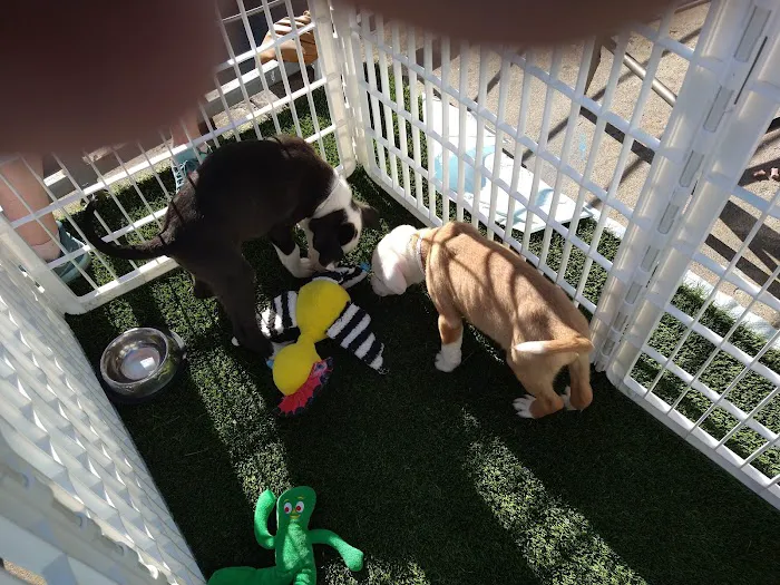Thrive Pet Healthcare - Wedgewood 12