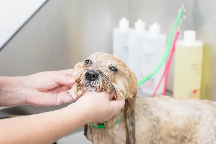 Thrive Pet Healthcare - Wedgewood 12