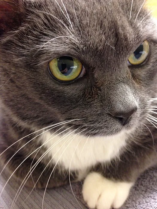 Nashville Cat Clinic 12