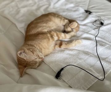 Nashville Cat Clinic