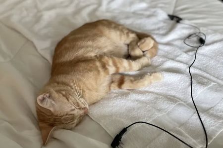 Nashville Cat Clinic
