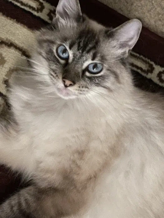 Nashville Cat Clinic 12