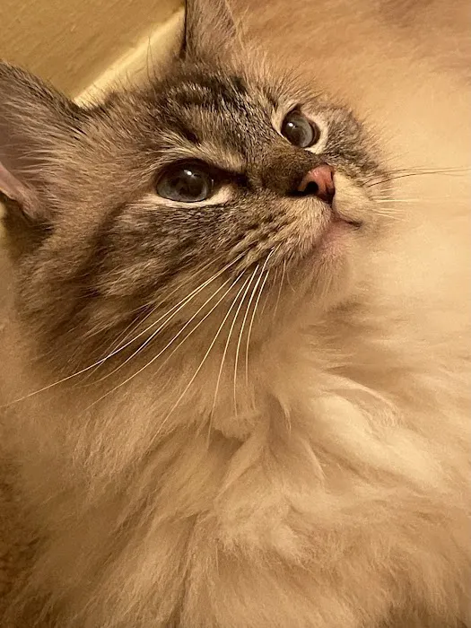 Nashville Cat Clinic 12