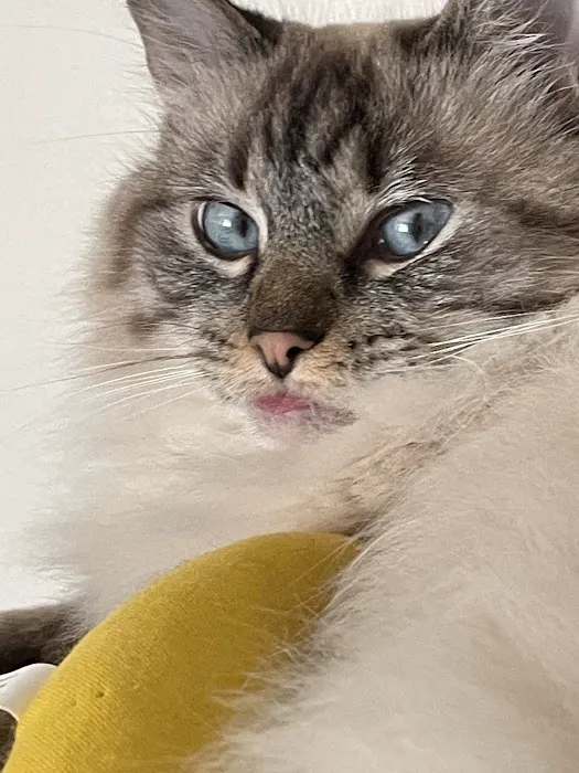 Nashville Cat Clinic 12