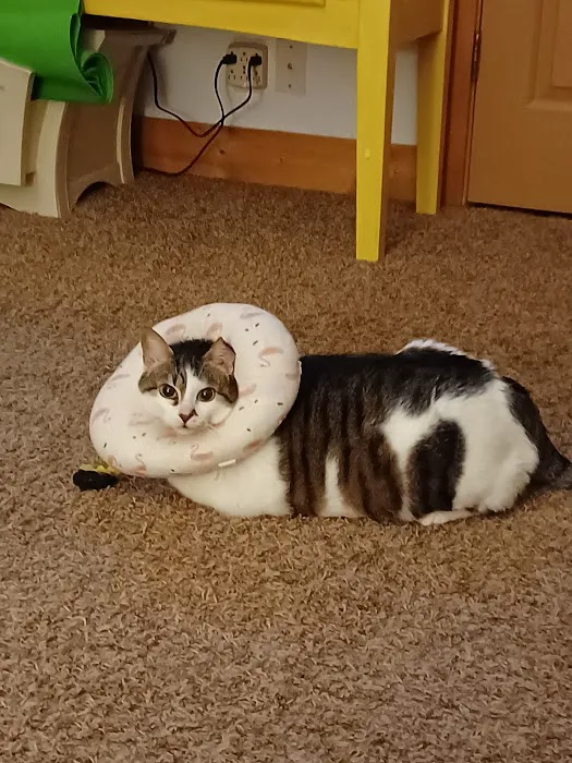 Nashville Cat Clinic 12