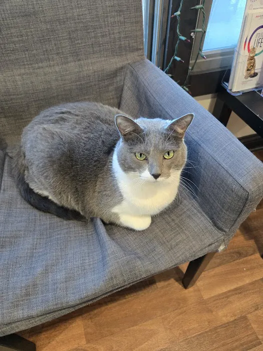 Nashville Cat Clinic 12