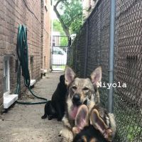 Priest Lake Veterinary Hospital - Nashville Veterinarian ico