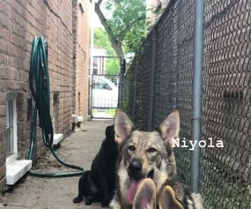 Priest Lake Veterinary Hospital - Nashville Veterinarian