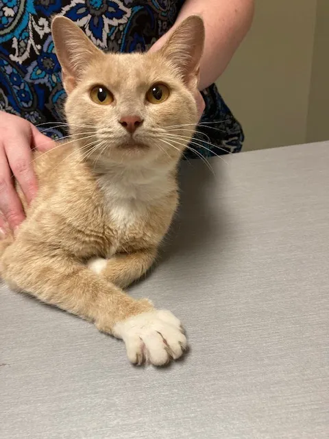 Priest Lake Veterinary Hospital - Nashville Veterinarian 12