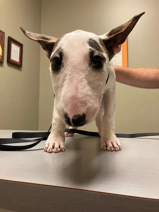 Priest Lake Veterinary Hospital - Nashville Veterinarian 12