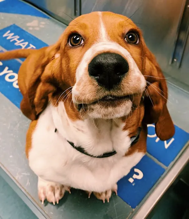 Priest Lake Veterinary Hospital - Nashville Veterinarian 12