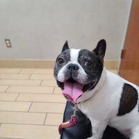 VCA PetMed Animal Hospital ico