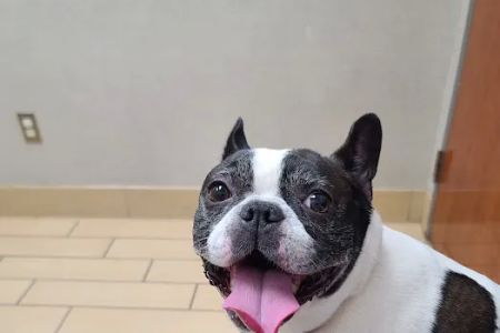 VCA PetMed Animal Hospital