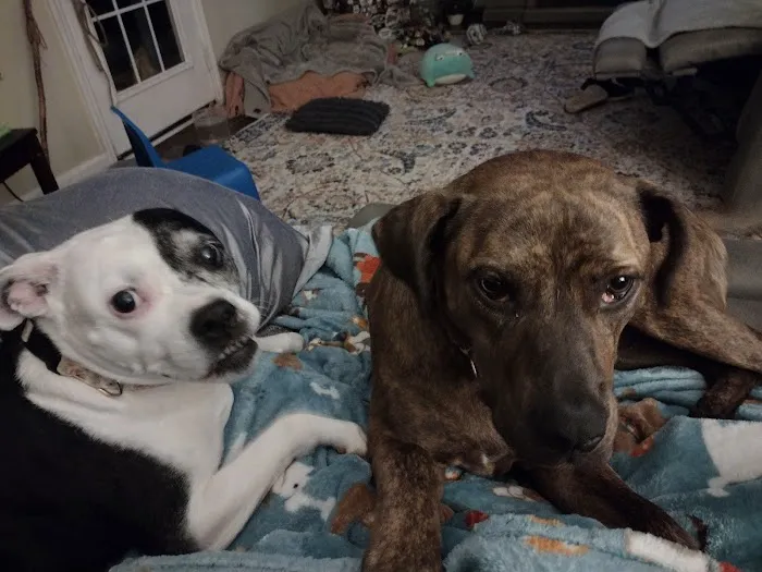 VCA PetMed Animal Hospital 12