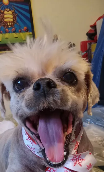 VCA PetMed Animal Hospital 12