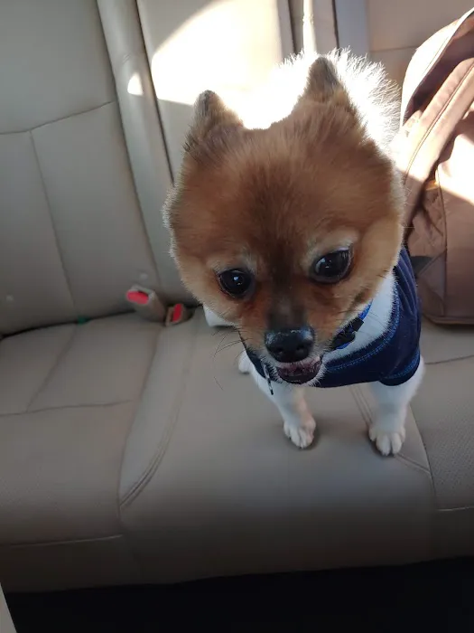 VCA PetMed Animal Hospital 12