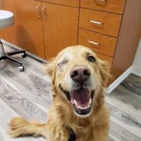 Veterinary Ophthalmology Services ico
