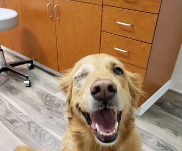 Veterinary Ophthalmology Services