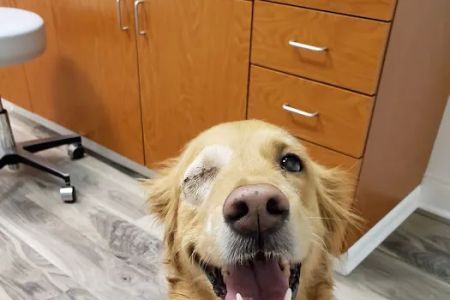 Veterinary Ophthalmology Services