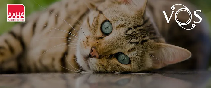 Veterinary Ophthalmology Services 12