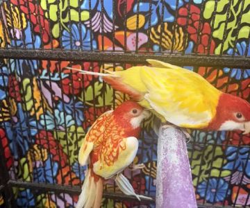 GIVEHAND FLYERS AND FEATHERED FRIENDS