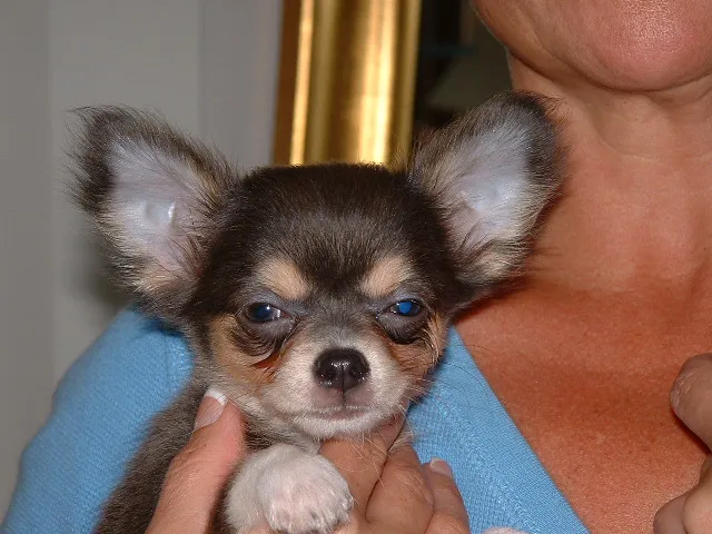 City Pets Animal Care 12