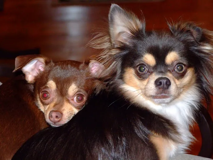 City Pets Animal Care 12