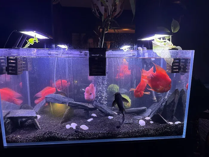 Aquatic Realmz Aquarium Maintenance & Design 1