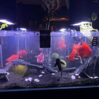 Aquatic Realmz Aquarium Maintenance & Design ico