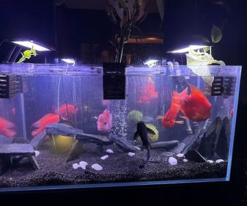 Aquatic Realmz Aquarium Maintenance & Design
