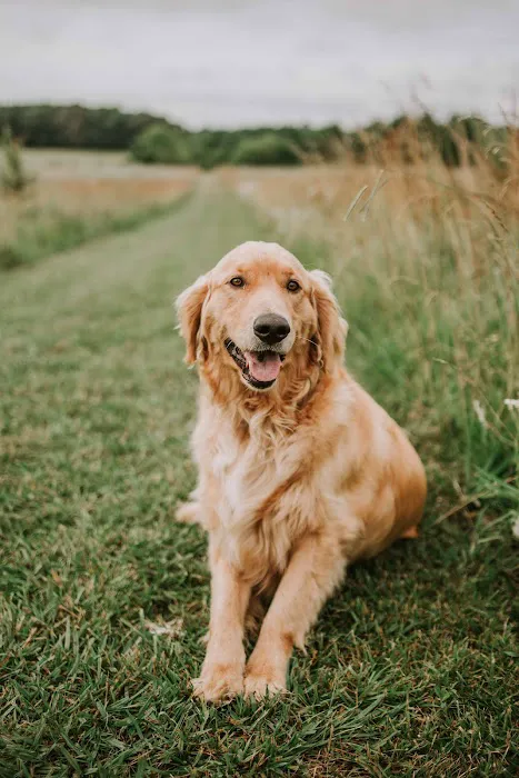 ReadiVet Nashville, Mobile Vet Services 12