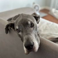 ReadiVet Nashville, Mobile Vet Services ico